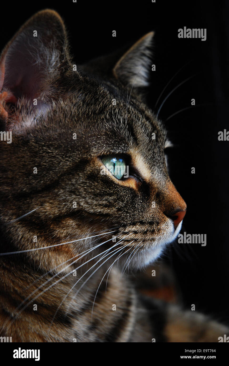 Black Cat Profile Banque D Image Et Photos Alamy