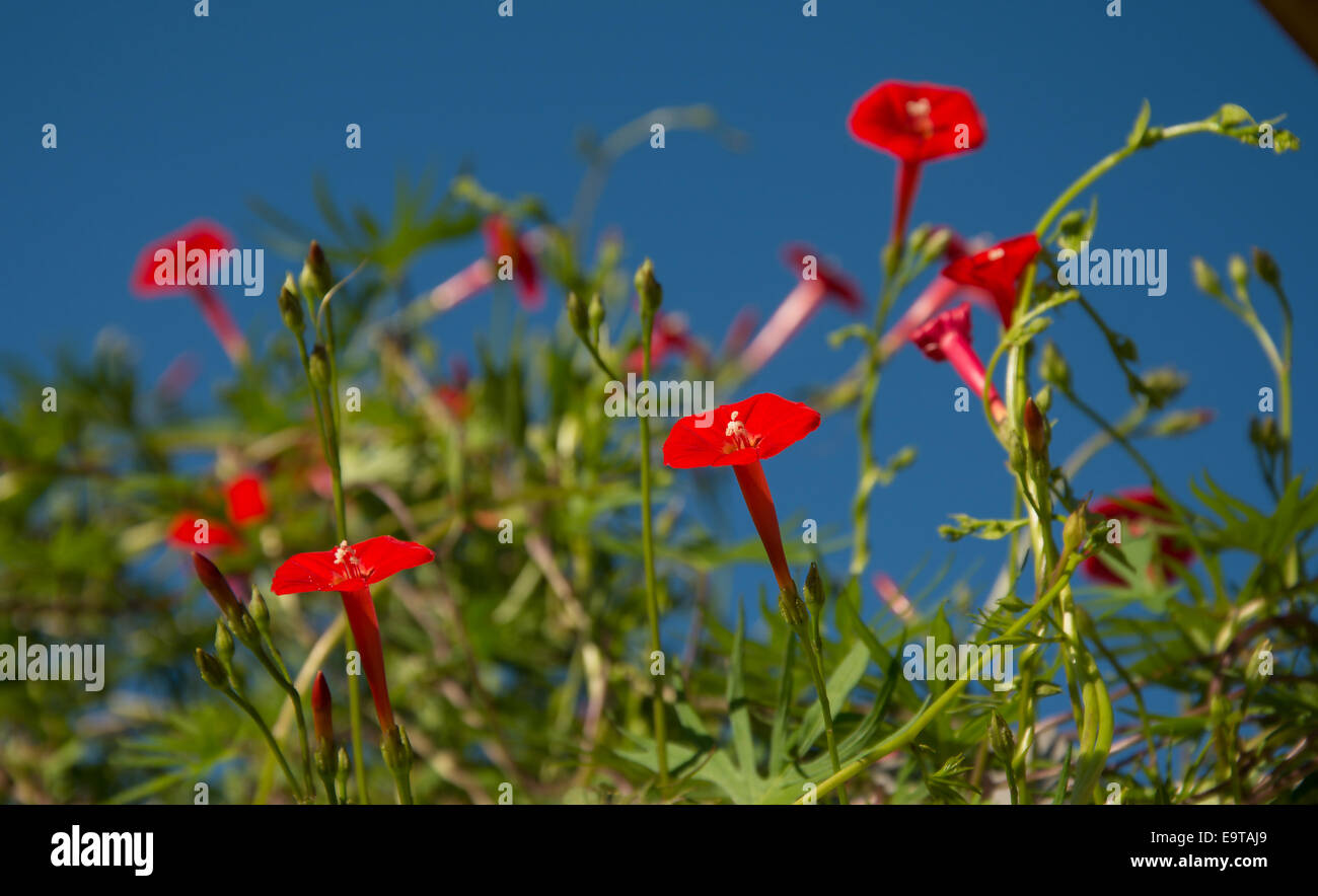 Le Cardinal rouge vif Climber, Ipomoea, sloteri au soleil du matin Banque D'Images