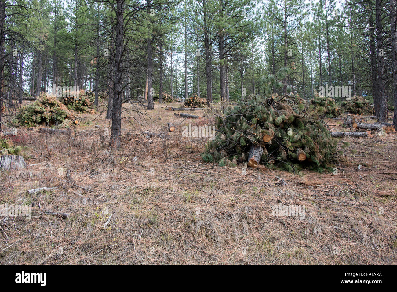 Couper le bois est empilé en tas au nord de Missoula, Montana. Les arbres ont été coupés pour aider à la santé de la forêt. Banque D'Images