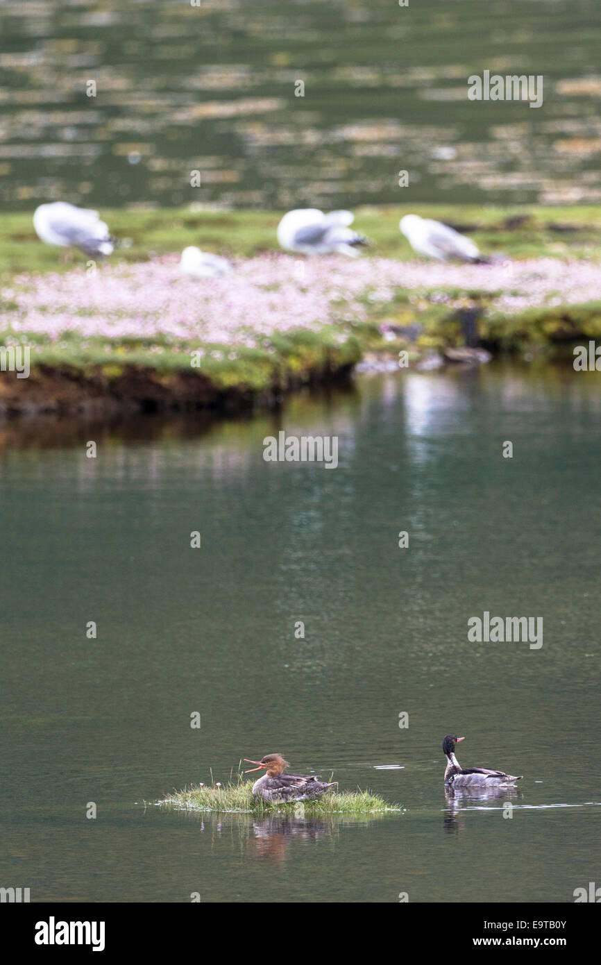 Paire de Red-breasted Merganser Mergus serrator, canards, sur le loch sur l'île de Mull dans les Hébrides intérieures et les îles de l'Ouest, West Coa Banque D'Images