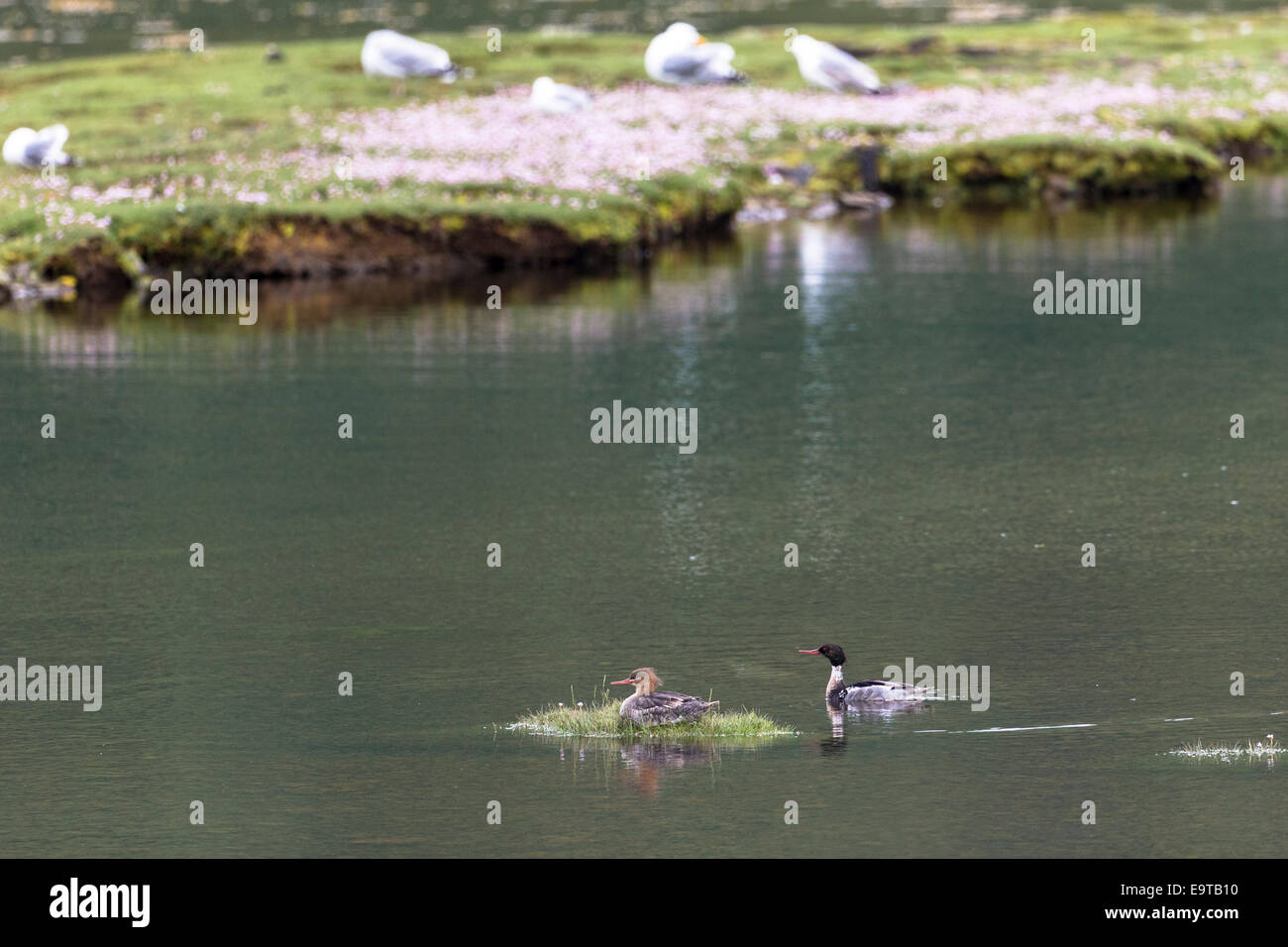 Paire de Red-breasted Merganser Mergus serrator, canards, sur le loch sur l'île de Mull dans les Hébrides intérieures et les îles de l'Ouest, West Coa Banque D'Images