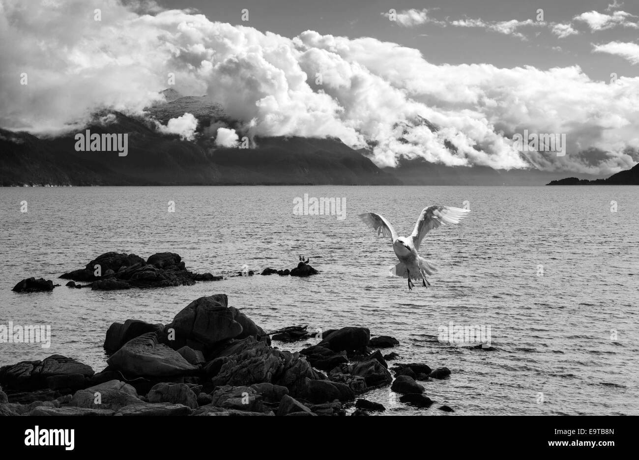 Mouette en vol au dessus de l'eau du sud-est de l'Alaska avec des nuages au loin en noir et blanc. Banque D'Images