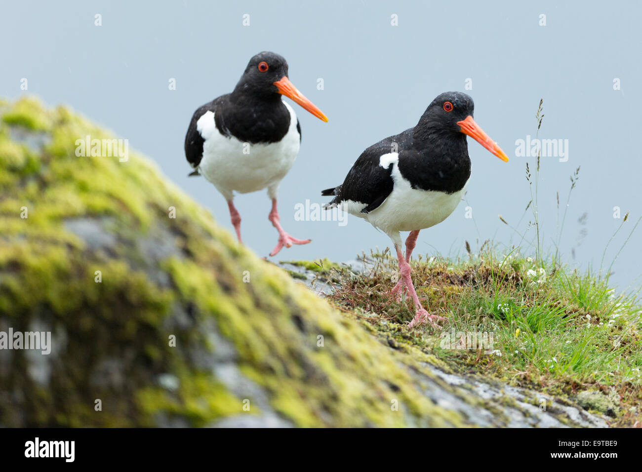 Paire d'huîtriers, Haematopus ostralegus Huîtrier noir et blanc, les échassiers avec de longs becs orange (factures) à pied Banque D'Images