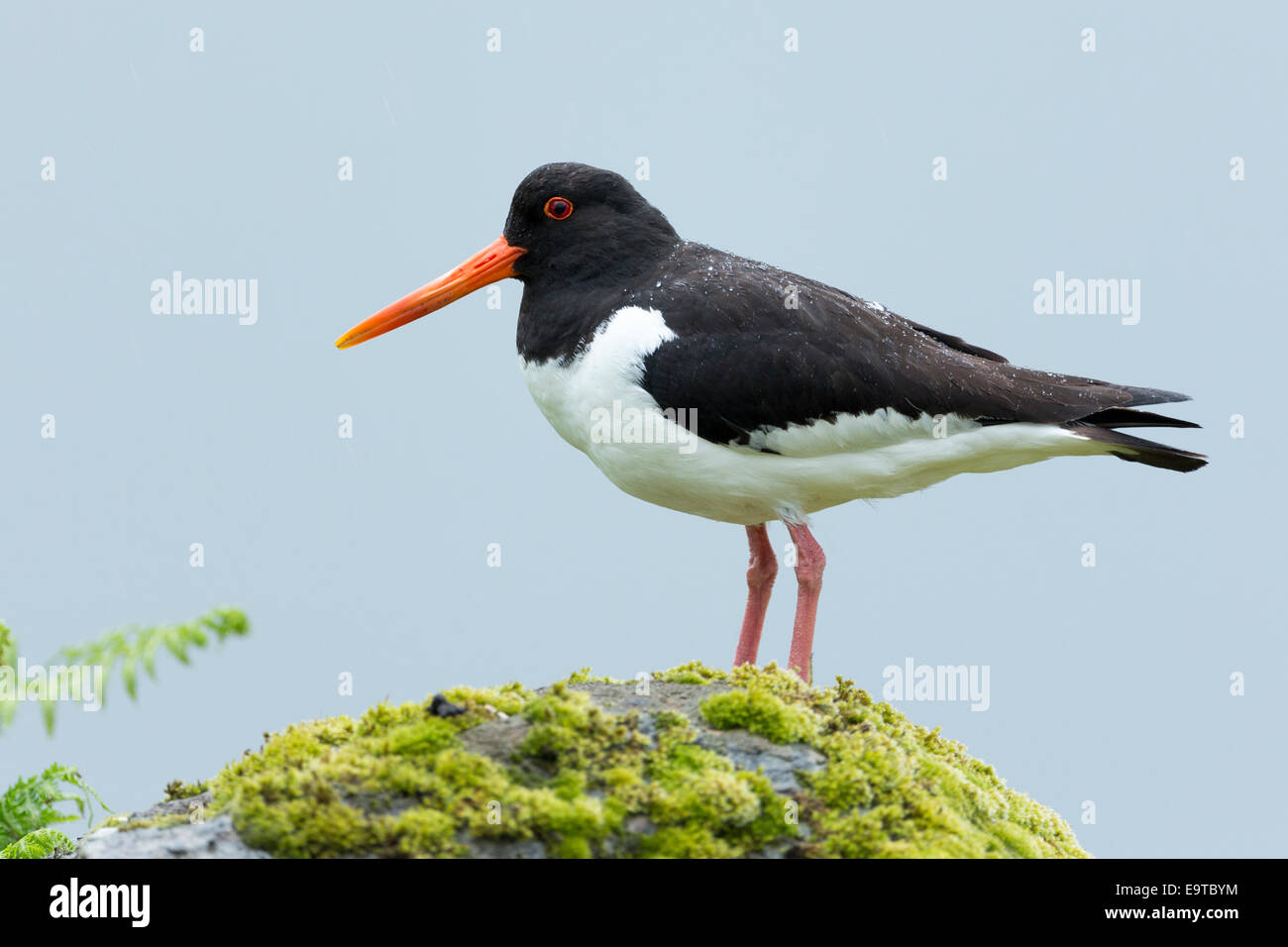 Huîtrier Pie Haematopus Ostralegus Noir Et Blanc Oiseau