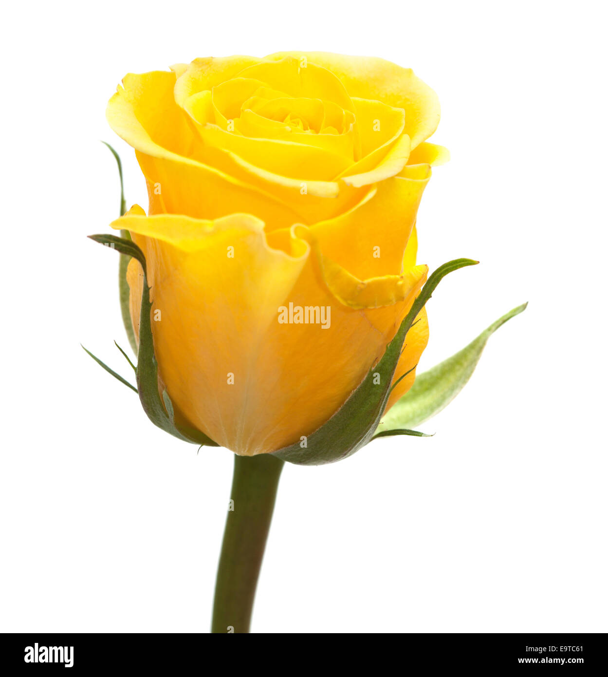 Rose jaune flower isolated on white Banque D'Images