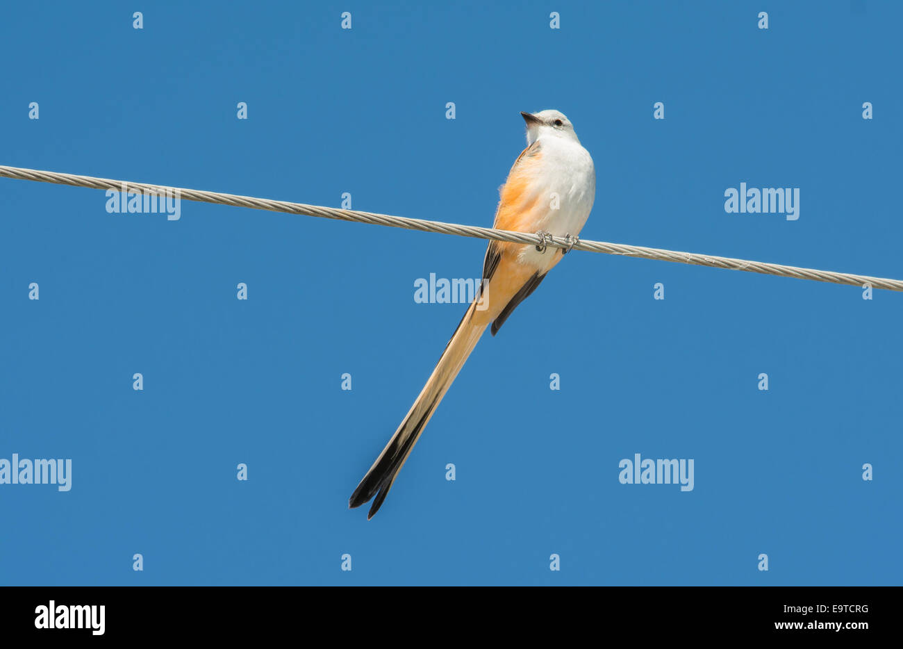 Scissor-tailed Flycatcher assis sur une ligne d'alimentation contre le ciel bleu Banque D'Images