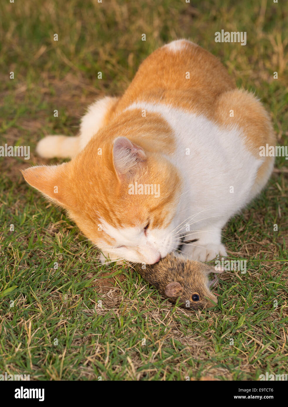 Alimentation chat une souris dans l'herbe Banque D'Images