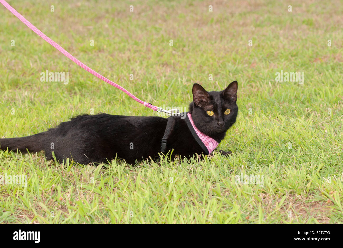Chat noir porte un harnais à l'extérieur dans l'herbe Banque D'Images