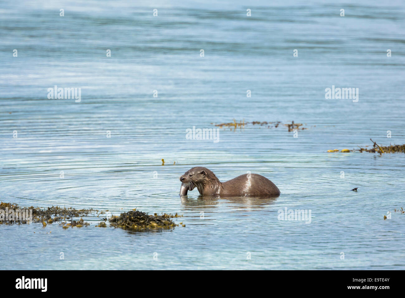 La loutre de mer, Lutra lutra, carnivores mammifères semi-aquatiques, se nourrissant de congre à côté du loch sur l'île de Mull dans l'intérieur Hebr Banque D'Images