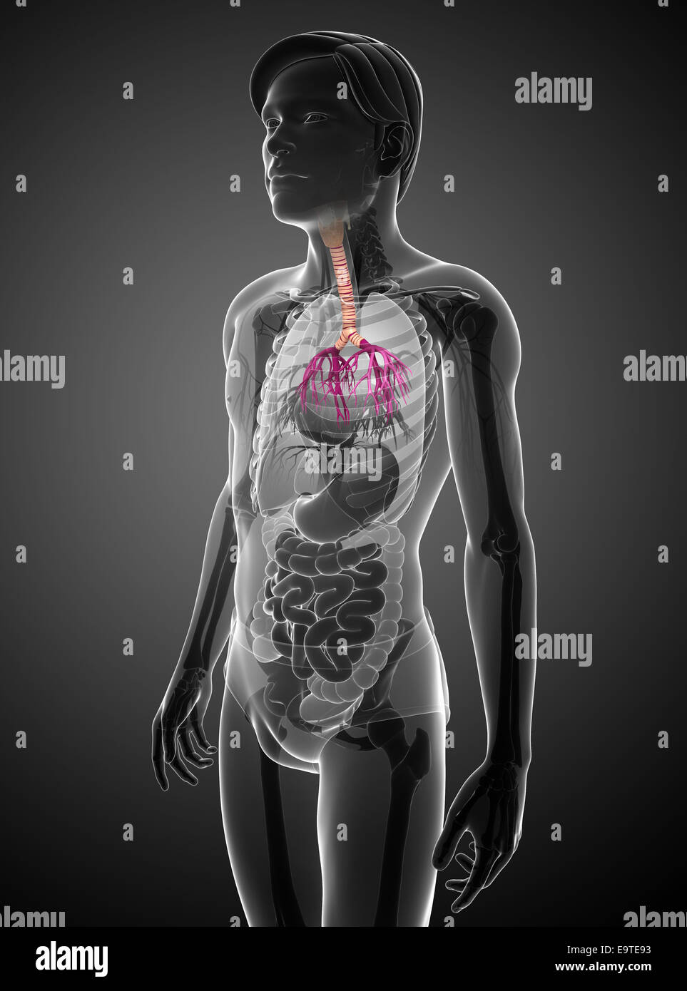 Illustration de l'homme anatomie de la gorge Banque D'Images
