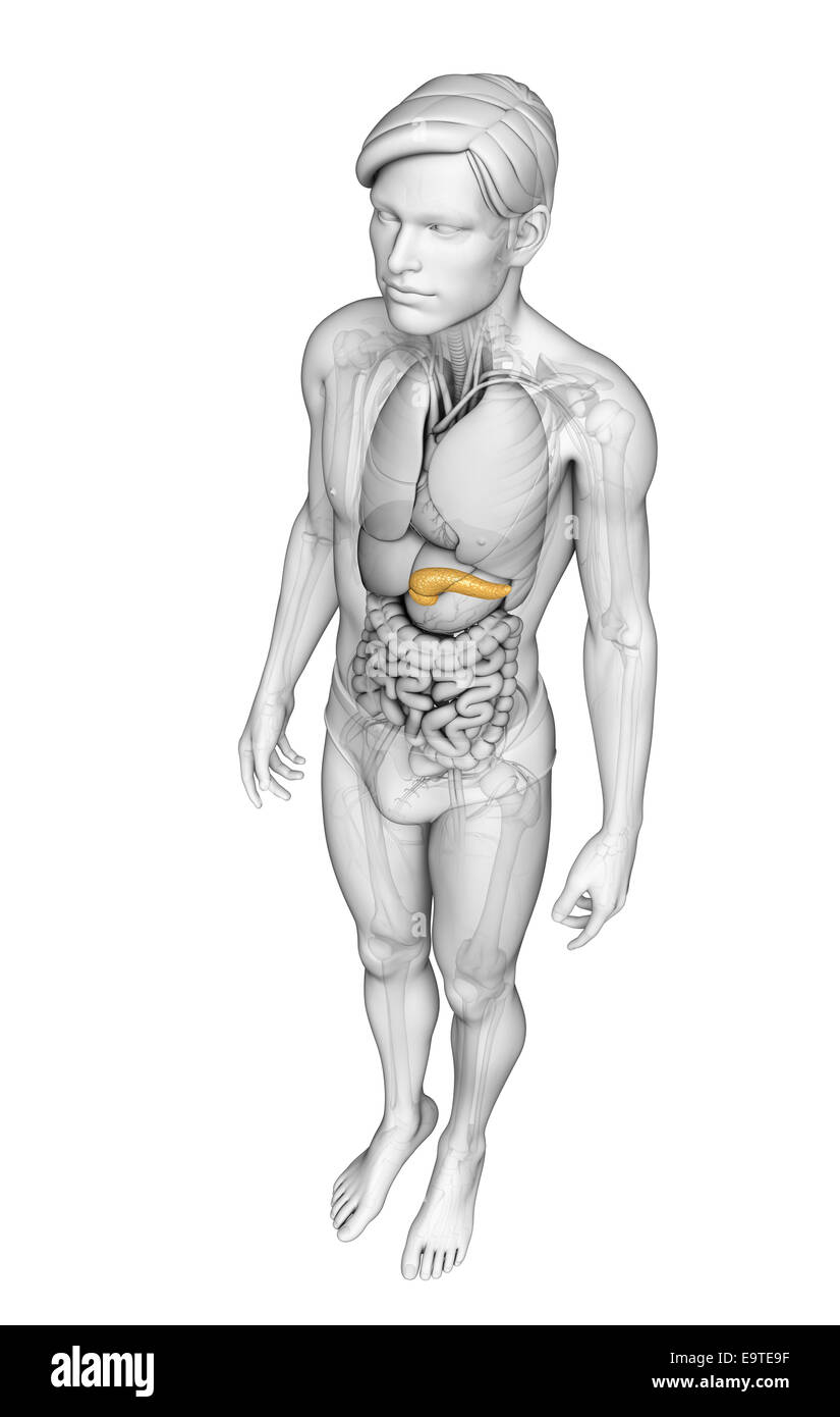 Illustration de l'homme anatomie du pancréas Banque D'Images
