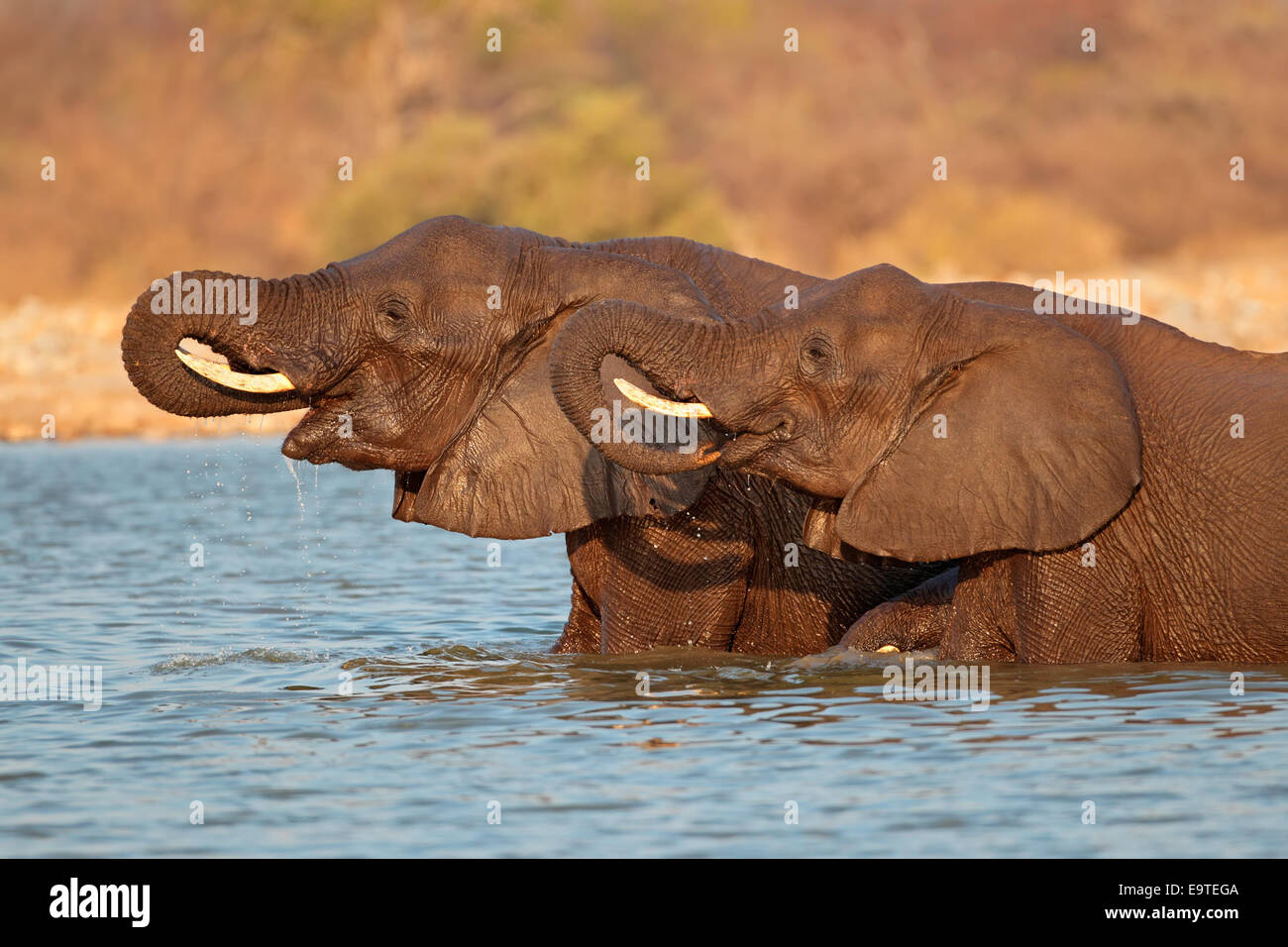 Les éléphants d'Afrique (Loxodonta africana) debout dans l'eau, Etosha National Park, Namibie Banque D'Images