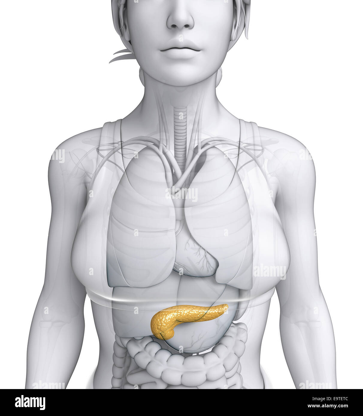 Illustration de l'anatomie du pancréas femelle Banque D'Images