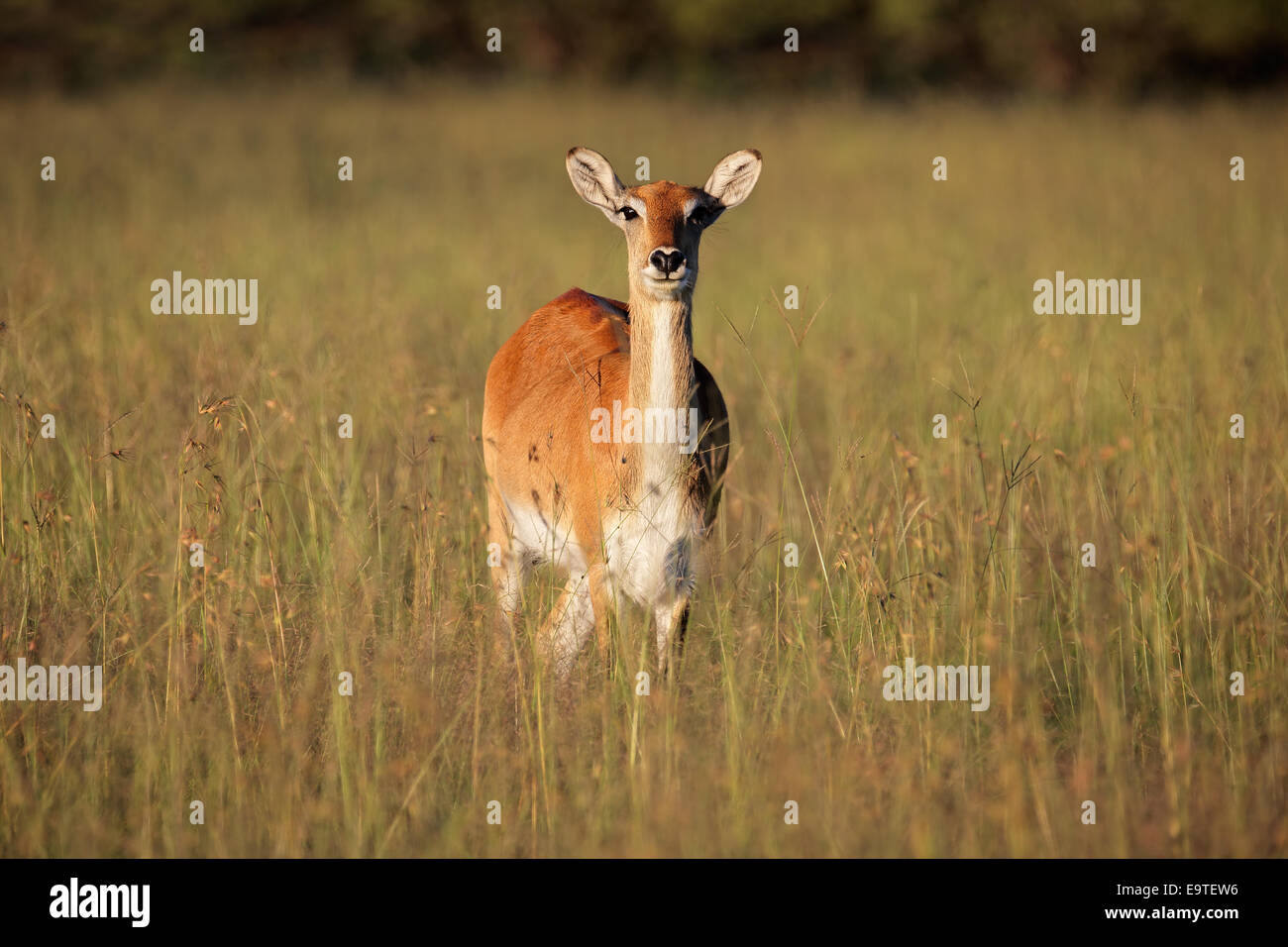 Les cobes lechwes rouges Kobus leche (antilope) dans l'herbe haute, l'Afrique australe Banque D'Images