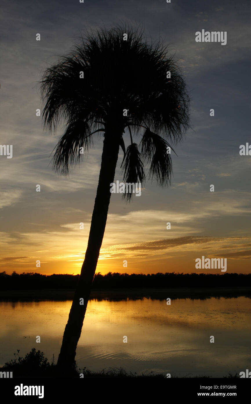 Coucher du soleil de Floride avec palmier Banque D'Images
