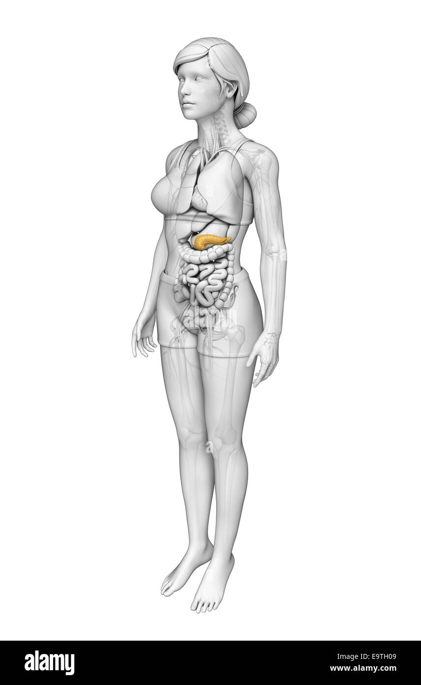 Illustration de l'anatomie du pancréas femelle Banque D'Images