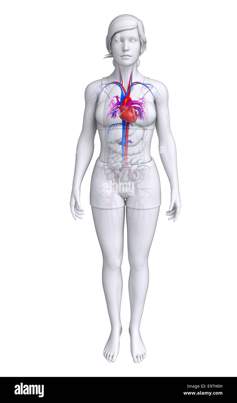 Illustration de l'anatomie cardiaque femelle Banque D'Images