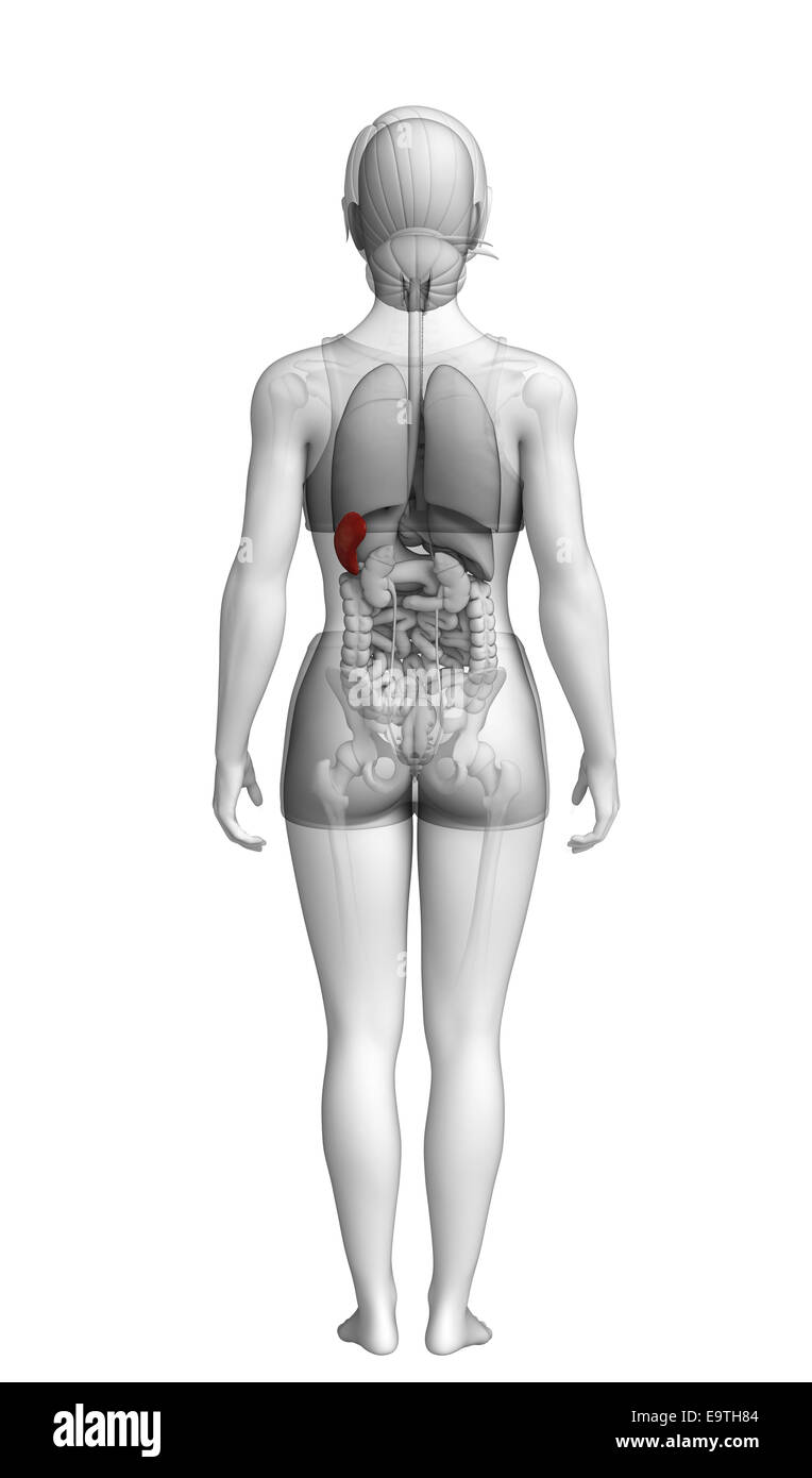 Illustration de l'anatomie de la rate femelle Banque D'Images