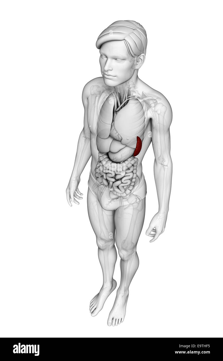 Illustration de l'homme anatomie de la rate Banque D'Images