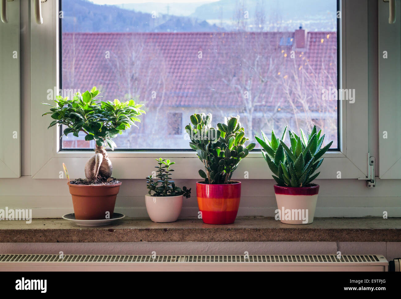 Quatre plantes en pots sur une fenêtre cill Banque D'Images