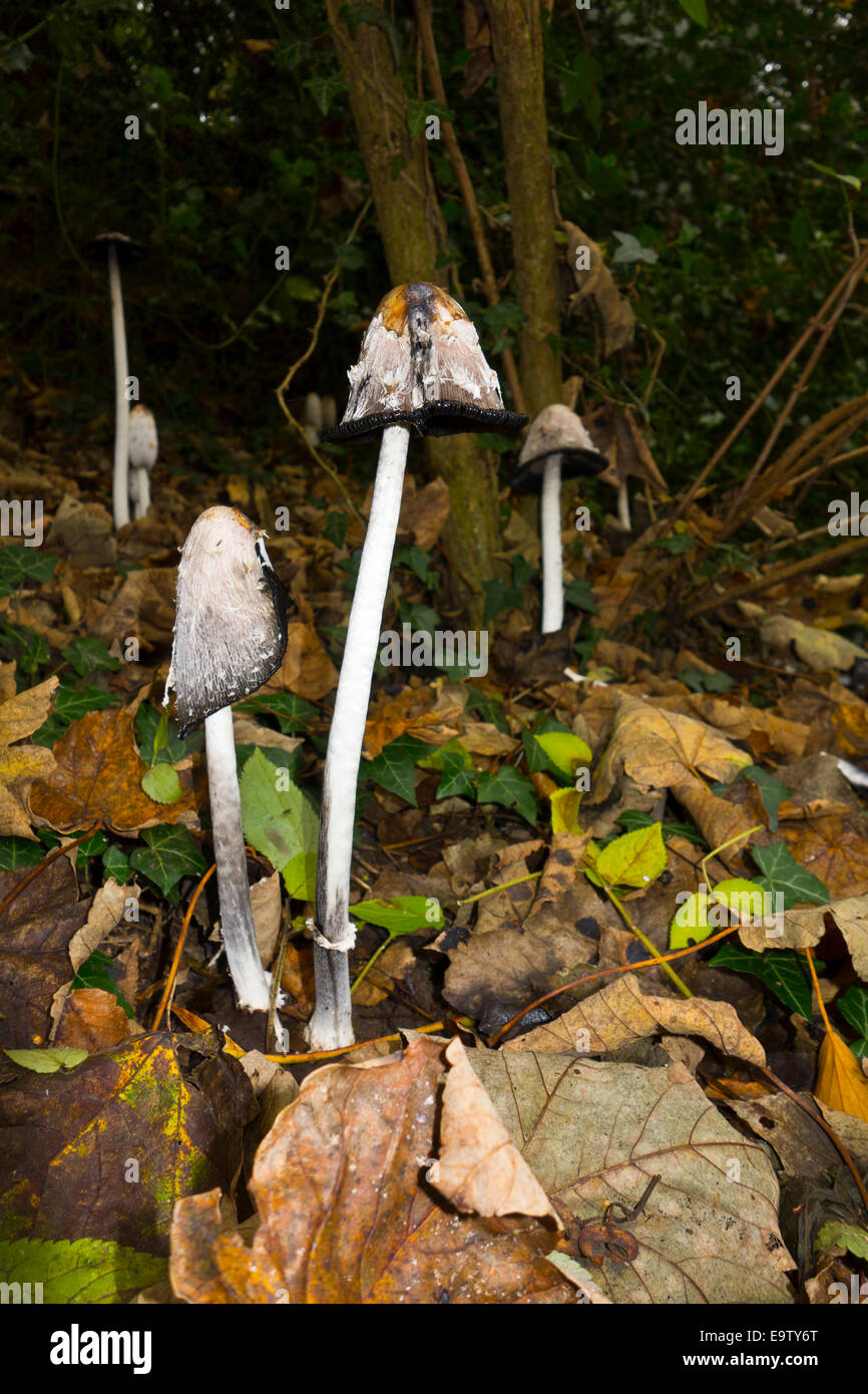 Shaggy cap d'encre Coprinus comatus champignons Banque D'Images
