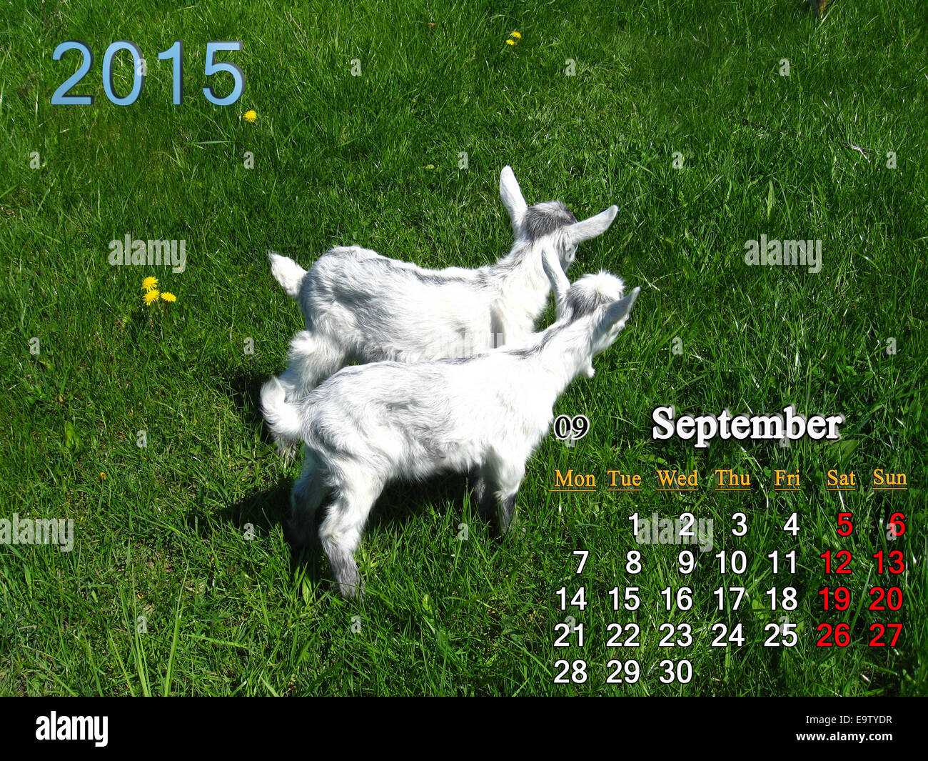 Beau calendrier pour septembre de l'année 2015 avec deux petites chèvres Banque D'Images