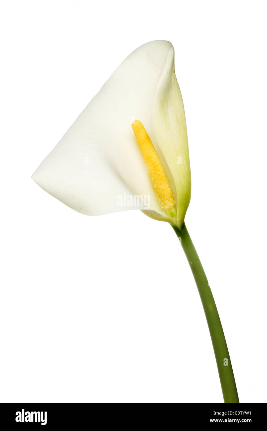 , Zantedeschia aethiopica Zantedeschia, flower isolated on white Banque D'Images