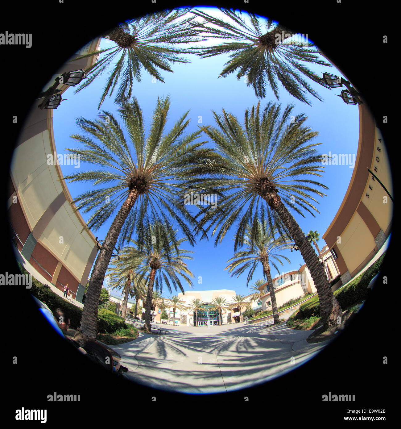 Allée bordée de palmiers à Los Angeles, Californie, USA. Banque D'Images