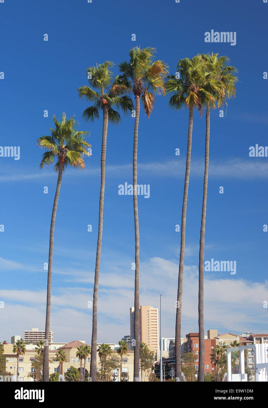 Palmiers à San Diego, Californie, USA. Banque D'Images
