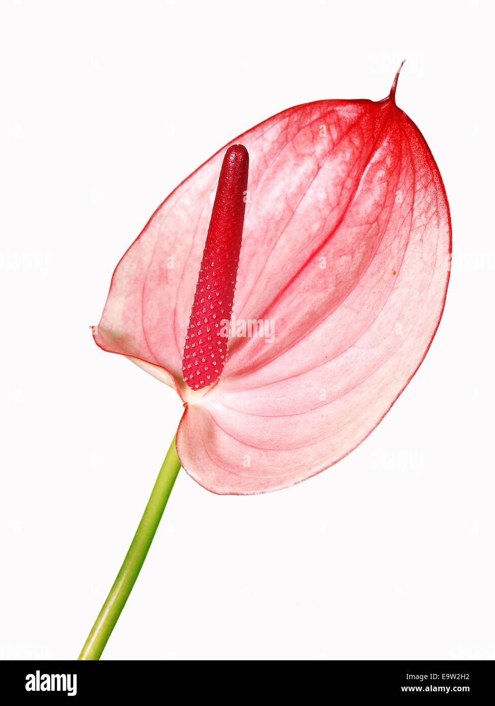 Fleur d'anthurium rose Banque D'Images