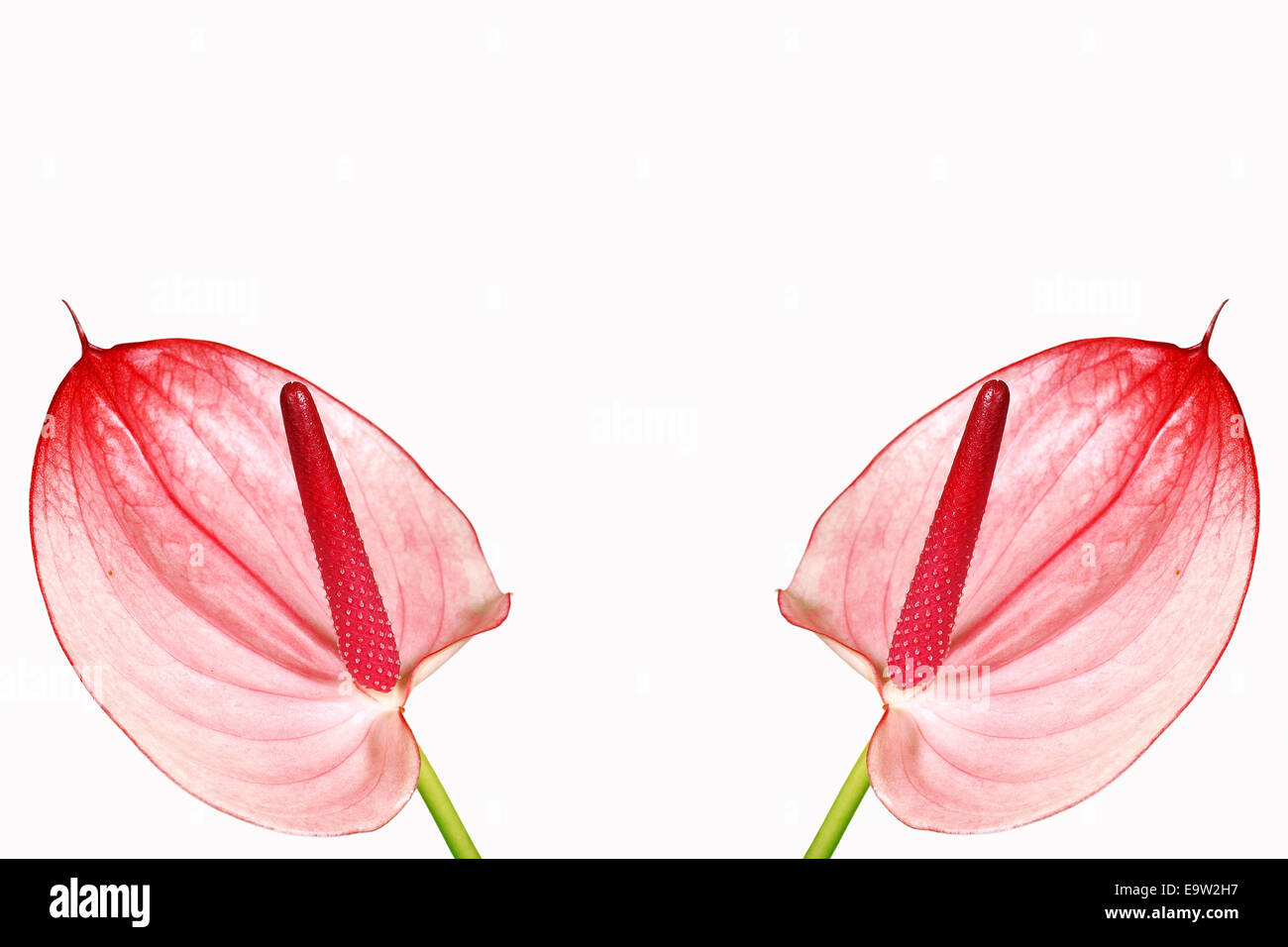 Fleur d'anthurium rose Banque D'Images