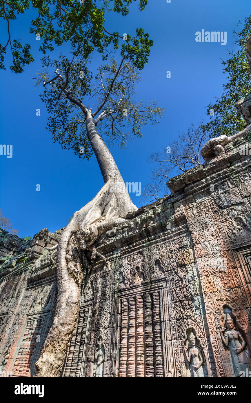 Ta Prohm, construit par le roi Khmer Jayavarman VII comme monastère bouddhiste Mahayana et l'université. Grands arbres sont superposées en th Banque D'Images