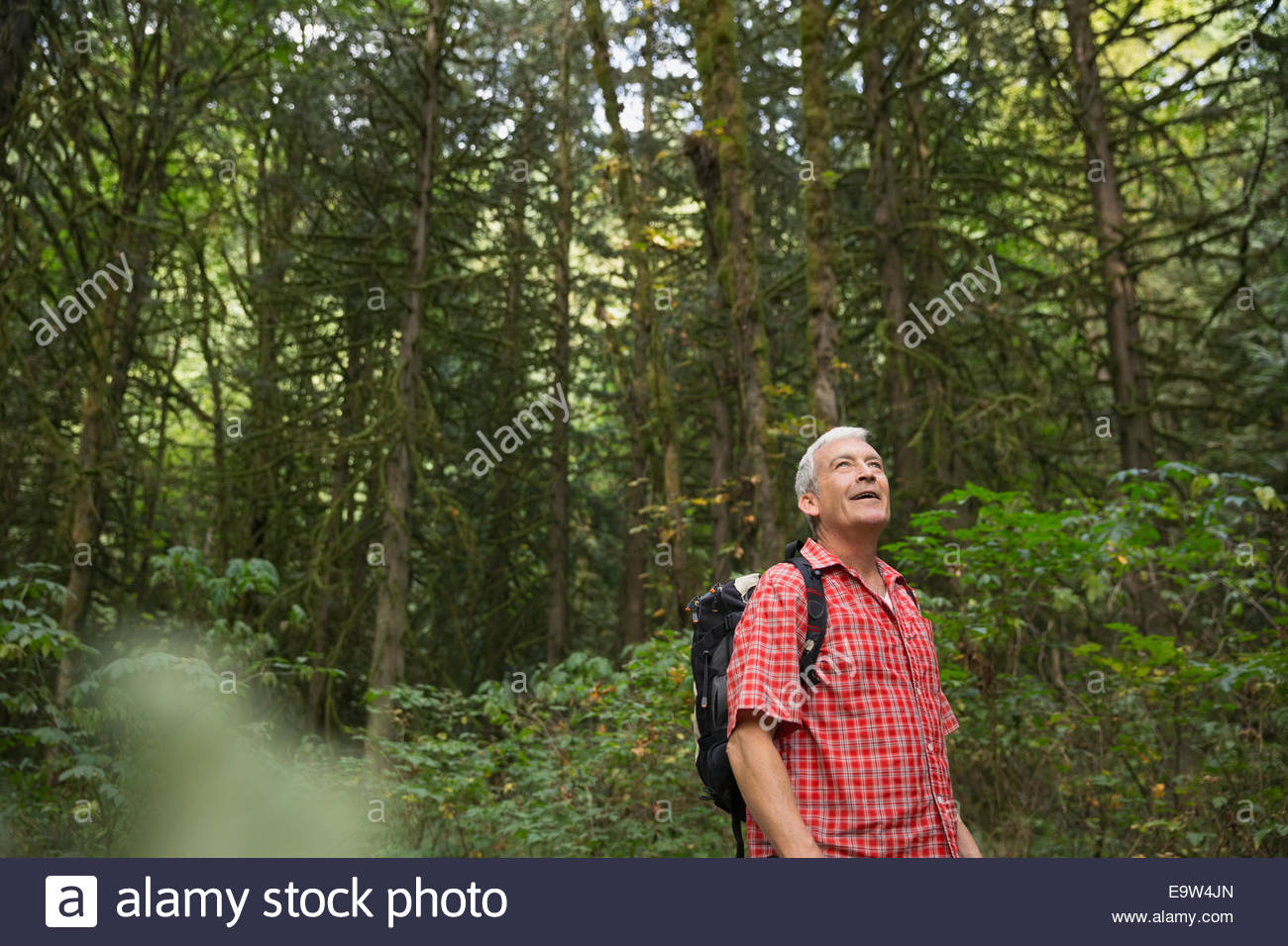 Jusqu'à l'homme à la recherche d'arbres dans les bois Banque D'Images
