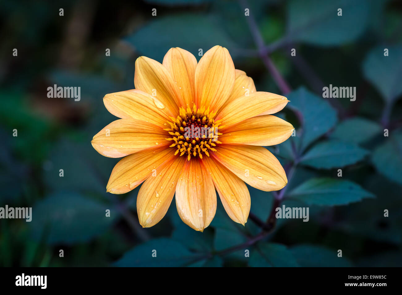 Une orange Dahlia avec quelques gouttes de pluie Banque D'Images