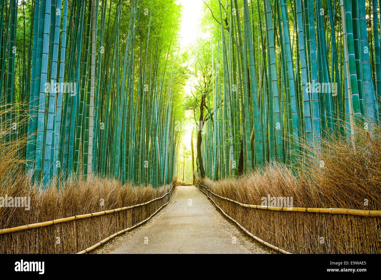 Kyoto, Japon forêt de bambous. Banque D'Images