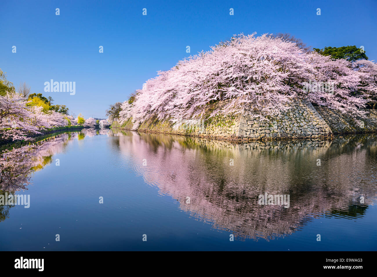 Sakura japon Banque de photographies et d’images à haute résolution - Alamy