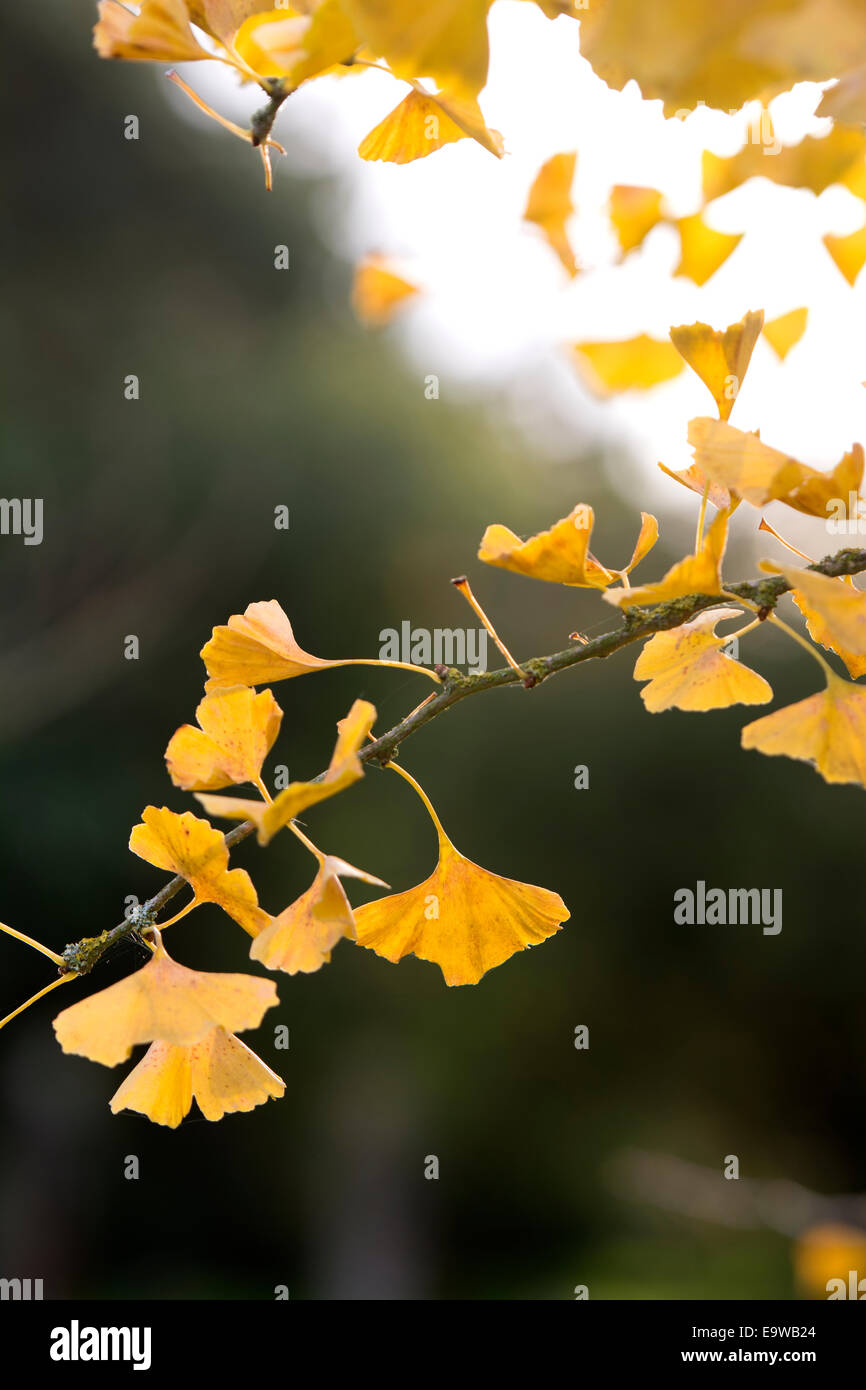 Le Ginkgo biloba à l'automne Banque D'Images