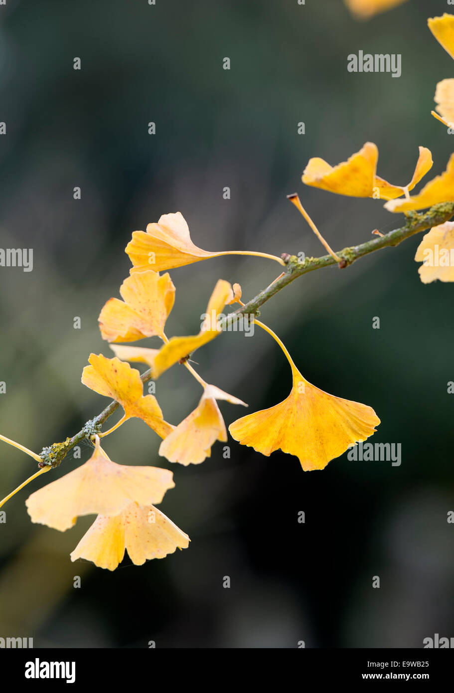 Le Ginkgo biloba à l'automne Banque D'Images