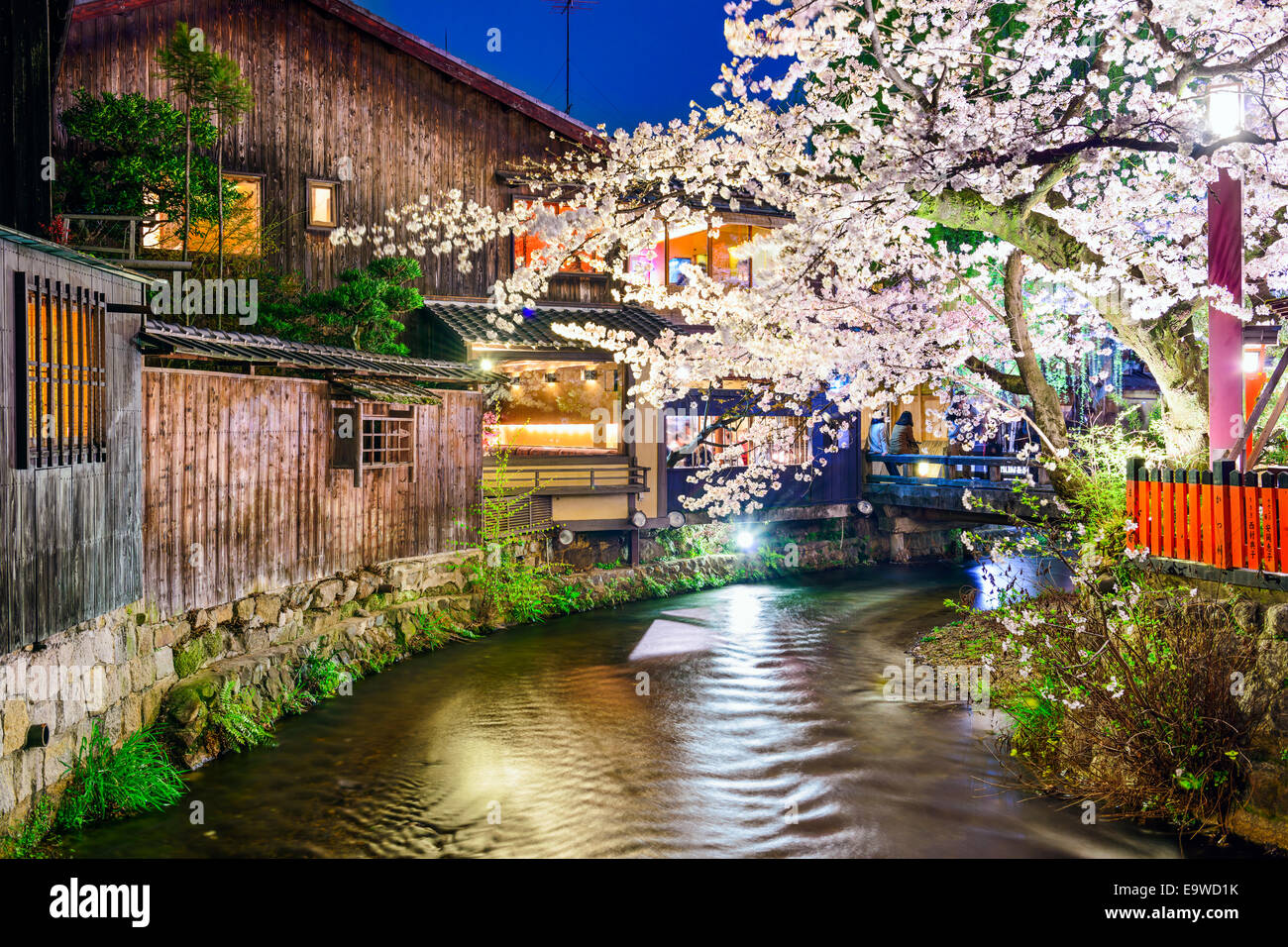 Kyoto, Japon lors de la rivière Shirakawa durant la saison printemps cherry blosson. Banque D'Images