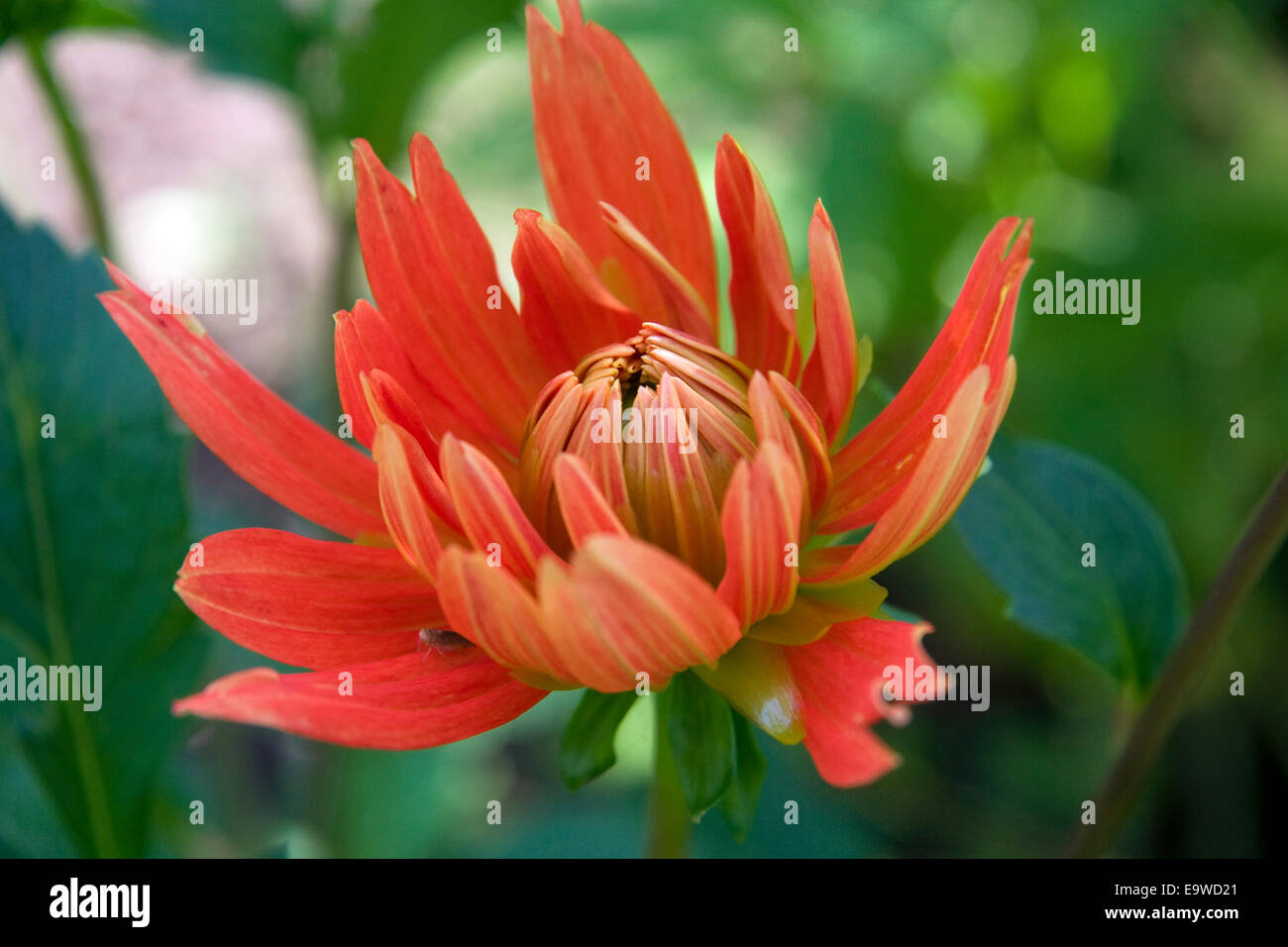 Gerbera rouge fleur Banque D'Images