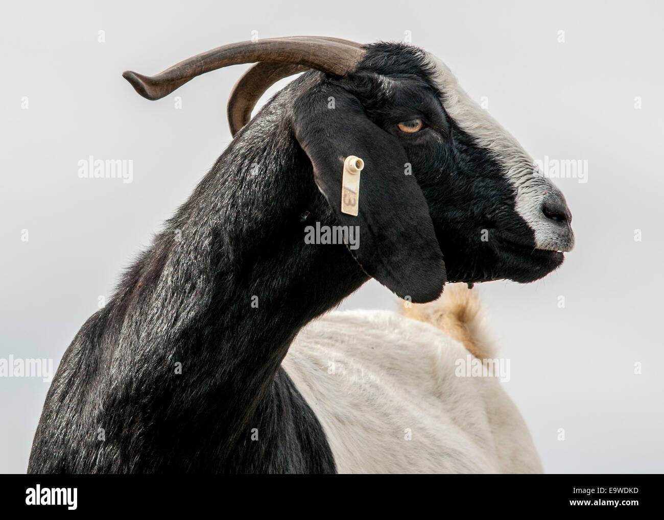 Un noir et blanc de chèvre Boer est debout à l'extérieur et est à la recherche de l'appareil photo. Le bouc a sa bouche fermée. Banque D'Images