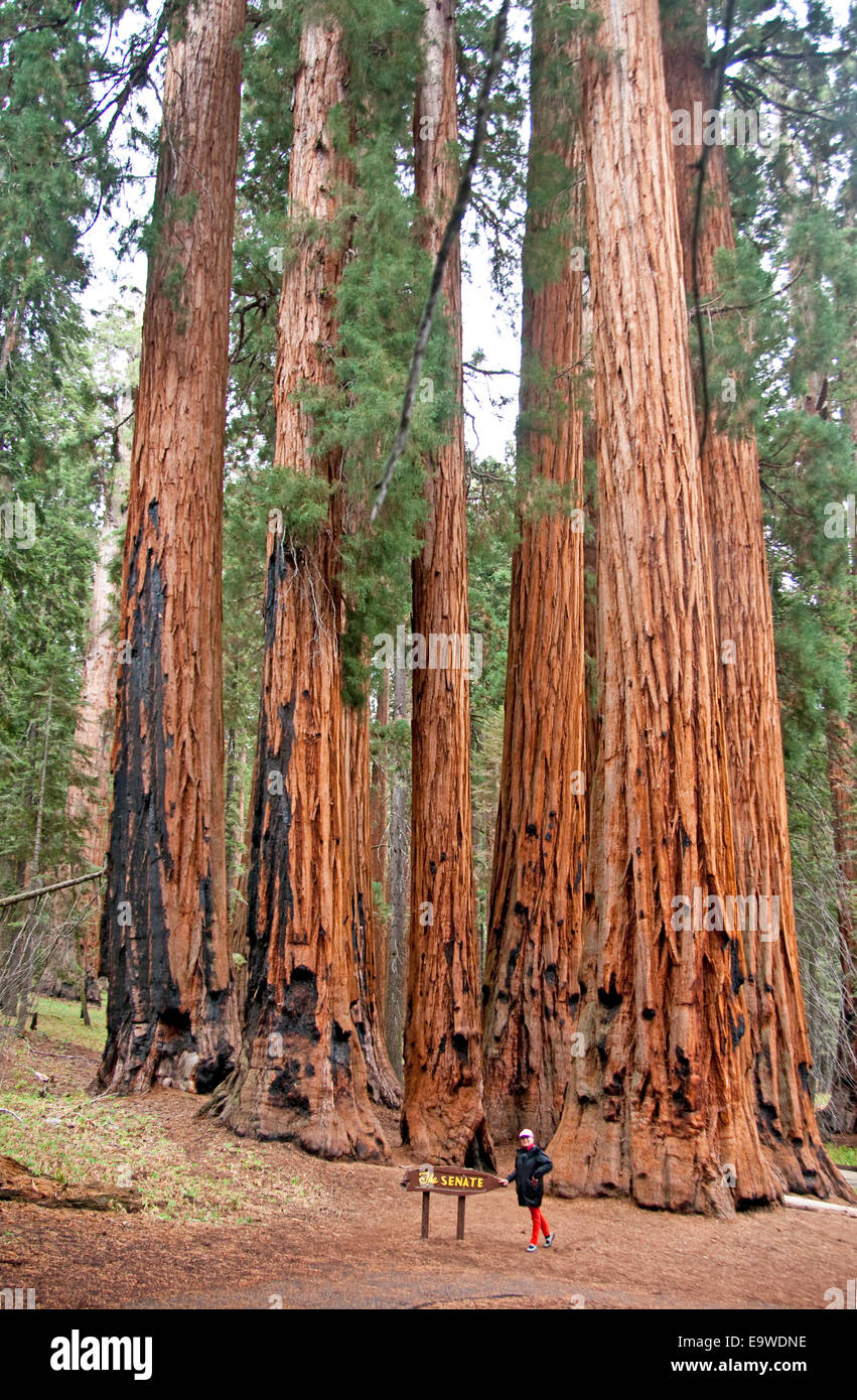 Sequoia National Park's Sénat Groupe d'arbres Séquoia géant sur Sentier en forêt du Congrès. Banque D'Images