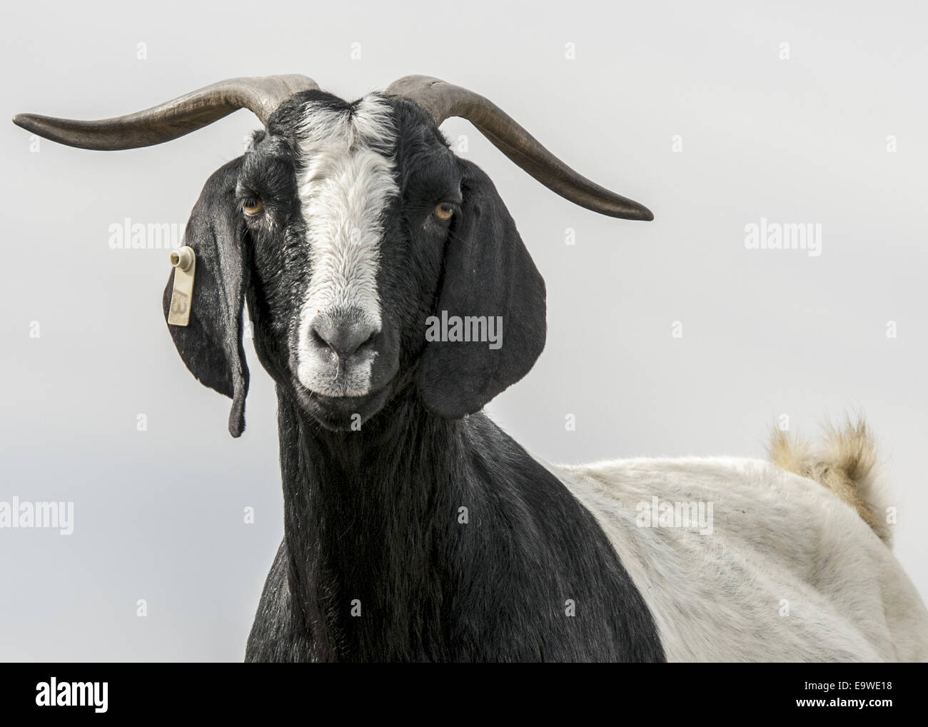 Un noir et blanc de chèvre Boer est debout à l'extérieur et est à la recherche de l'appareil photo. Banque D'Images