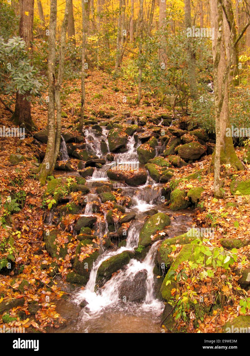 Cours de l'automne dans le Great Smoky Mountains National Park. Banque D'Images