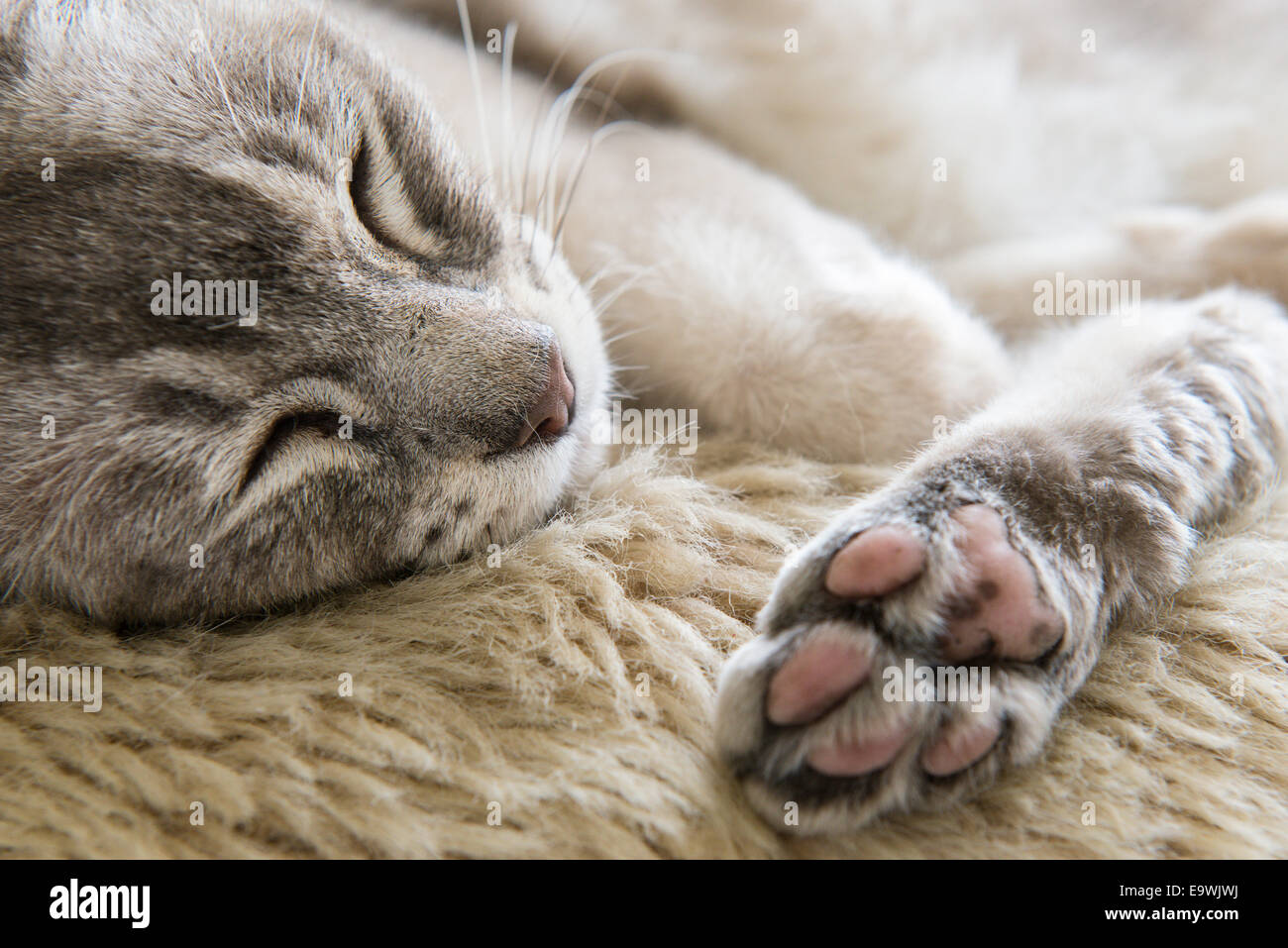 Close up de onze ans Ziggy, un pedigree gris couché chat birman de détente sur un tapis. Banque D'Images