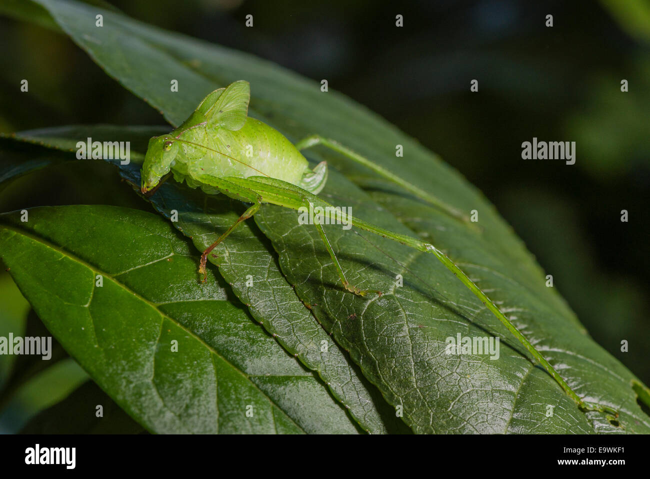 Une feuille du Costa Rica Katydid sur une feuille Banque D'Images