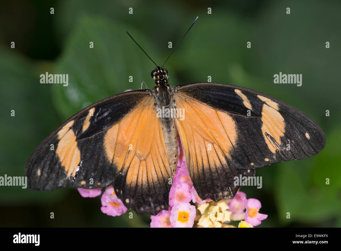 Un Africain alimentation papillon du machaon Banque D'Images