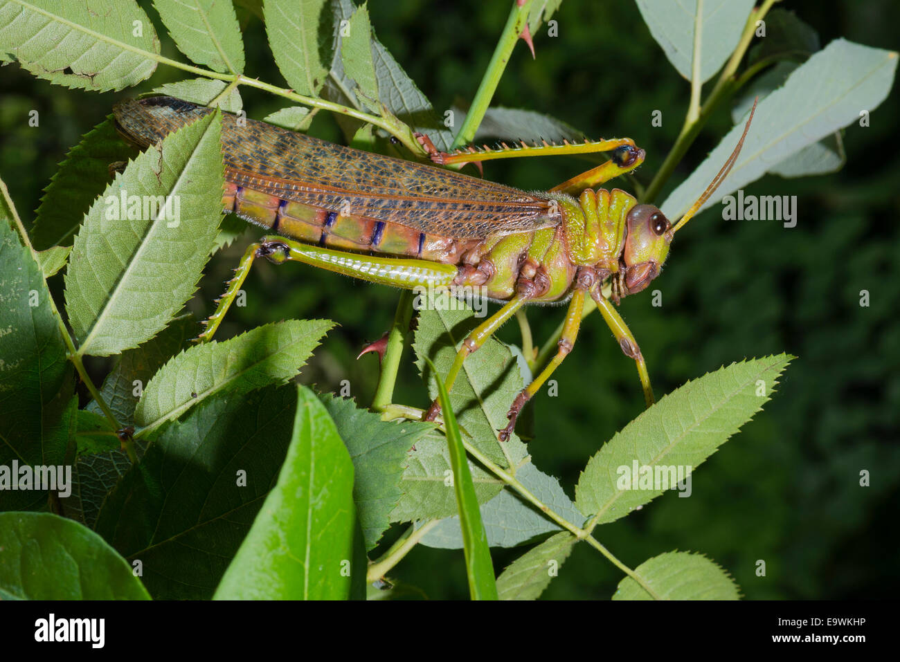 Un Polo Lubber Grasshopper Banque D'Images