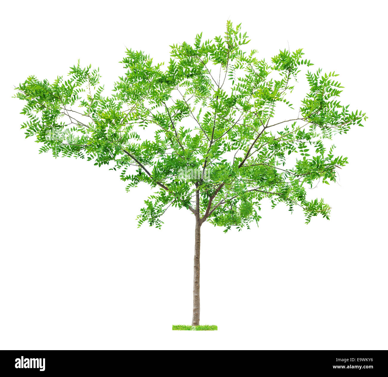 Beau vert et jeune arbre isolé sur fond blanc Banque D'Images