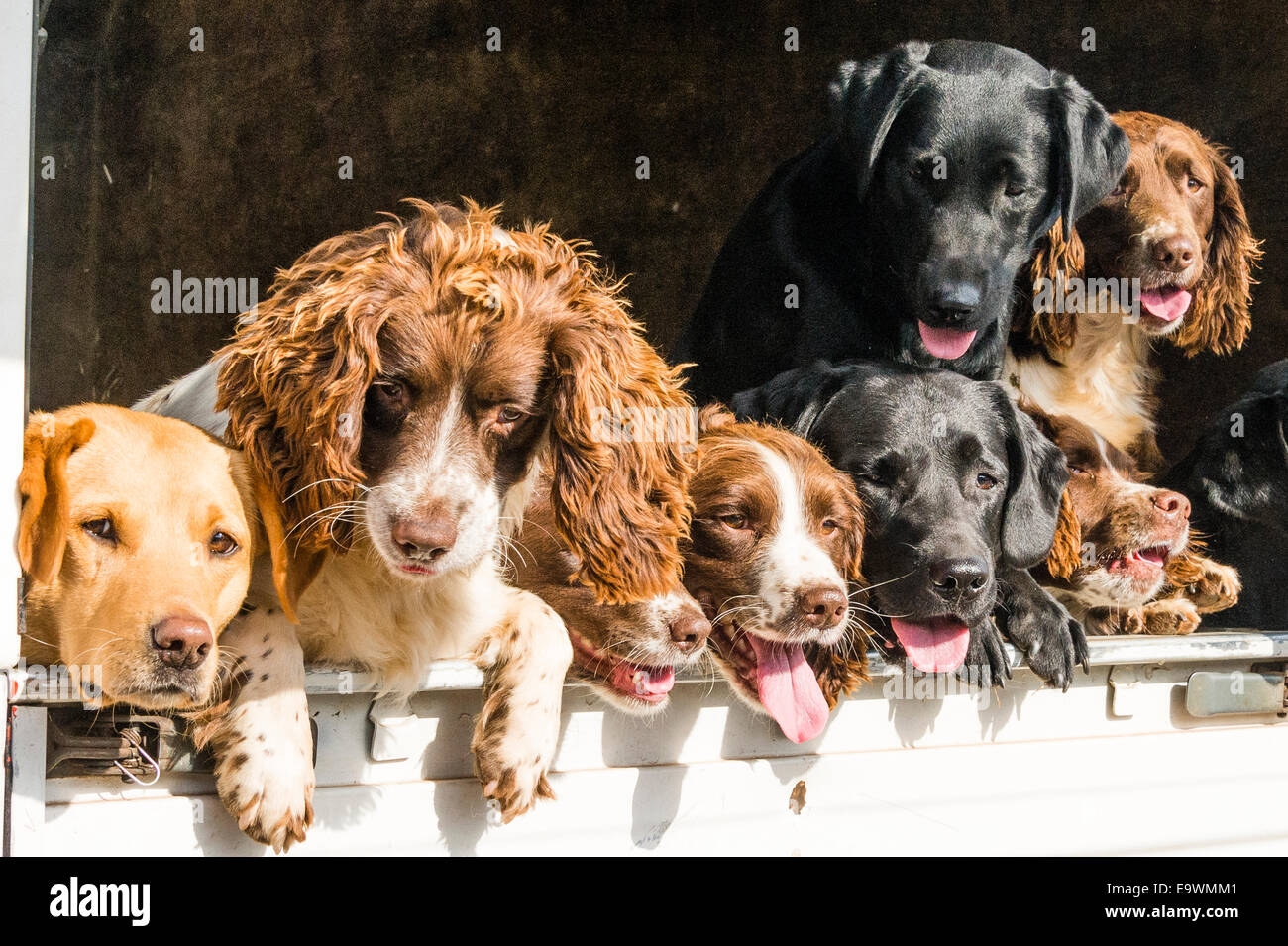 Huit chiens sur le terrain à la recherche de l'arrière d'un camion Banque D'Images